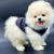 Pomeranian boo teddy bear yavrularımız